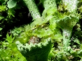 Cladonia fimbriata (Trompeten-Becherflechte) mit Mnium hornum (Schwanenhals-Sternmoos) und Dicranum scoparium (Besenförmiges Gabelzahnmoos)